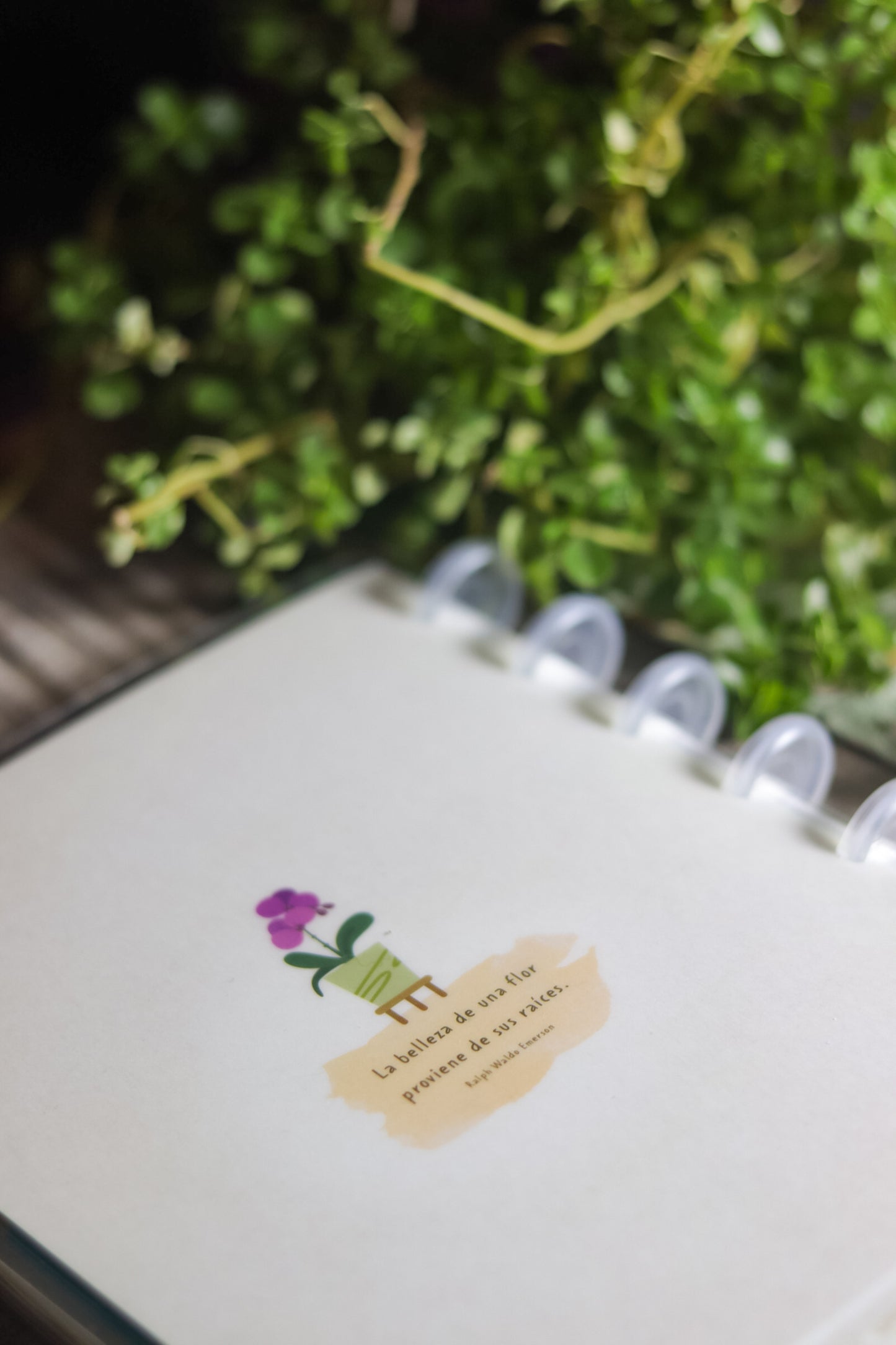 Cuaderno Cáctus/Limones CU22C